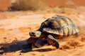Turtle in the desert with sunny weather Royalty Free Stock Photo