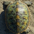A turtle with a detailed, colorful shell featuring green, yellow, and black patterns. The Royalty Free Stock Photo