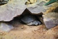 A turtle digging a hole in a cave