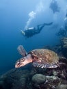 Turtle and diver Royalty Free Stock Photo