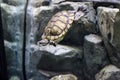 Turtle dives quickly into a tank filled with rocks motion blur on feet