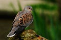 Turtle Dove Royalty Free Stock Photo