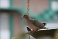 Turtle Dove on bird bath. Royalty Free Stock Photo