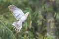 Turtle dove bird