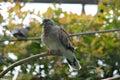 Turtle dove on a branch in the bird park. Royalty Free Stock Photo