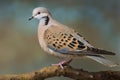 Turtle dove branch. Generate Ai Royalty Free Stock Photo