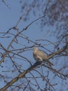 Turtle dove on cherry tree in spring blue day