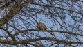 Turtle dove on cherry tree in spring blue day