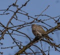 Turtle dove on cherry tree in spring blue day