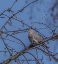 Turtle dove on cherry tree in spring blue day