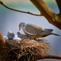 turtle dove and chicks, AI generated Royalty Free Stock Photo