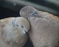Turtle dove couple