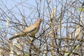 Turtle dove