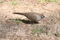 Turtle dove with morsel of food in its beak