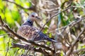 Turtle dove Royalty Free Stock Photo