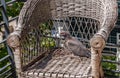 Turtle dove in the nest Royalty Free Stock Photo