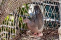 Turtle dove in the nest Royalty Free Stock Photo