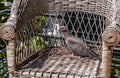 Turtle dove in the nest Royalty Free Stock Photo