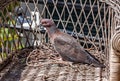 Turtle dove in the nest Royalty Free Stock Photo