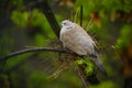 Turtle dove nesting