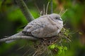 Turtle dove nesting