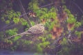 Turtle dove nesting