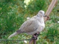 An Eurasian collared dove (Streptopelia decaocto) in Romania