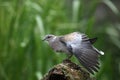 Turtle dove, Streptopelia turtur Royalty Free Stock Photo