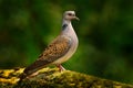 Turtle dove, Streptopelia turtur, Pigeon forest bird in the nature habitat, green background, Germany. Wildlife scene from green f