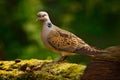 Turtle dove, Streptopelia turtur, Pigeon forest bird in the nature habitat, green background, Germany. Wildlife scene from green f Royalty Free Stock Photo