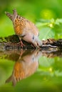 Turtle dove, Streptopelia turtur, Pigeon forest bird in the nature habitat, green background, Germany. Wildlife scene from green f Royalty Free Stock Photo