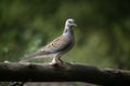 Turtle dove, Streptopelia turtur Royalty Free Stock Photo