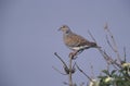 Turtle dove, Streptopelia turtur Royalty Free Stock Photo