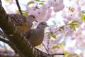 Turtle doves couple with yaesakura flowers