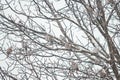 turtle doves sitting on a tree under the falling snow