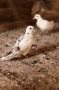 Turtle doves