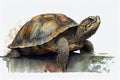 Turtle drawing with bit of watercolour Royalty Free Stock Photo