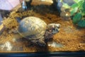 Turtle in a dry fish tank Royalty Free Stock Photo