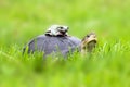 Turtle and dumpy frog on the grass Royalty Free Stock Photo