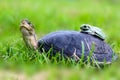 Turtle and dumpy frog on the grass Royalty Free Stock Photo