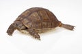 Turtle dwells Royalty Free Stock Photo