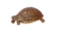 Turtle dwells Royalty Free Stock Photo