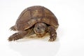 Turtle dwells Royalty Free Stock Photo