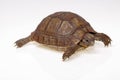 Turtle dwells Royalty Free Stock Photo