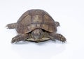 Turtle dwells Royalty Free Stock Photo