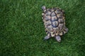 Turtle dwells view from above Royalty Free Stock Photo