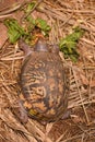 Turtle eating grass