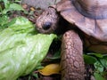 Turtle eating lettuce on the forest Royalty Free Stock Photo