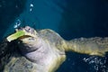 Turtle eating lettuce Royalty Free Stock Photo