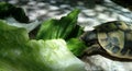 Turtle eating lettuce leaves with a shadow of leaves on the floor Royalty Free Stock Photo